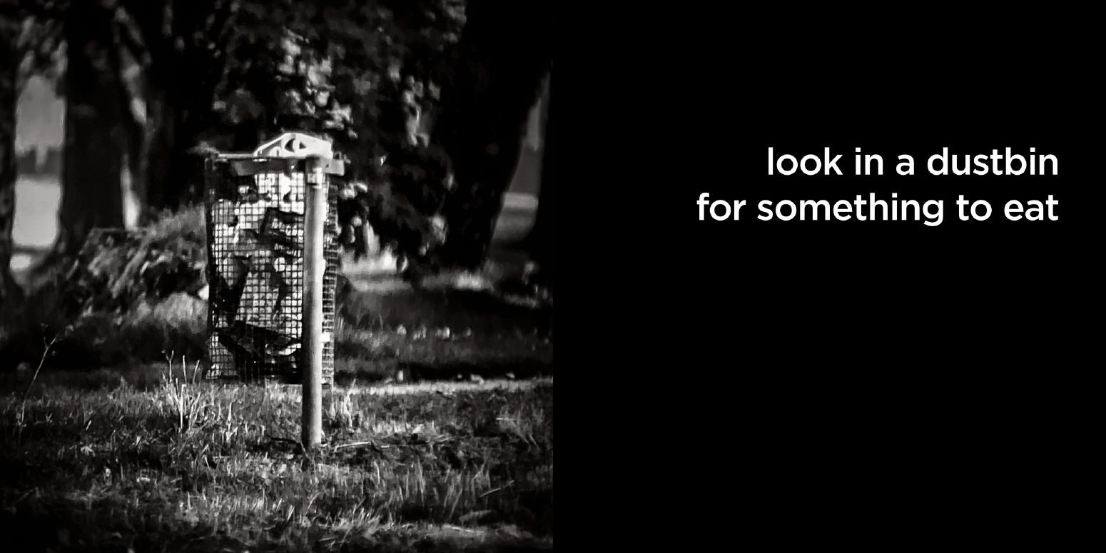 look in a dustbin for something to eat