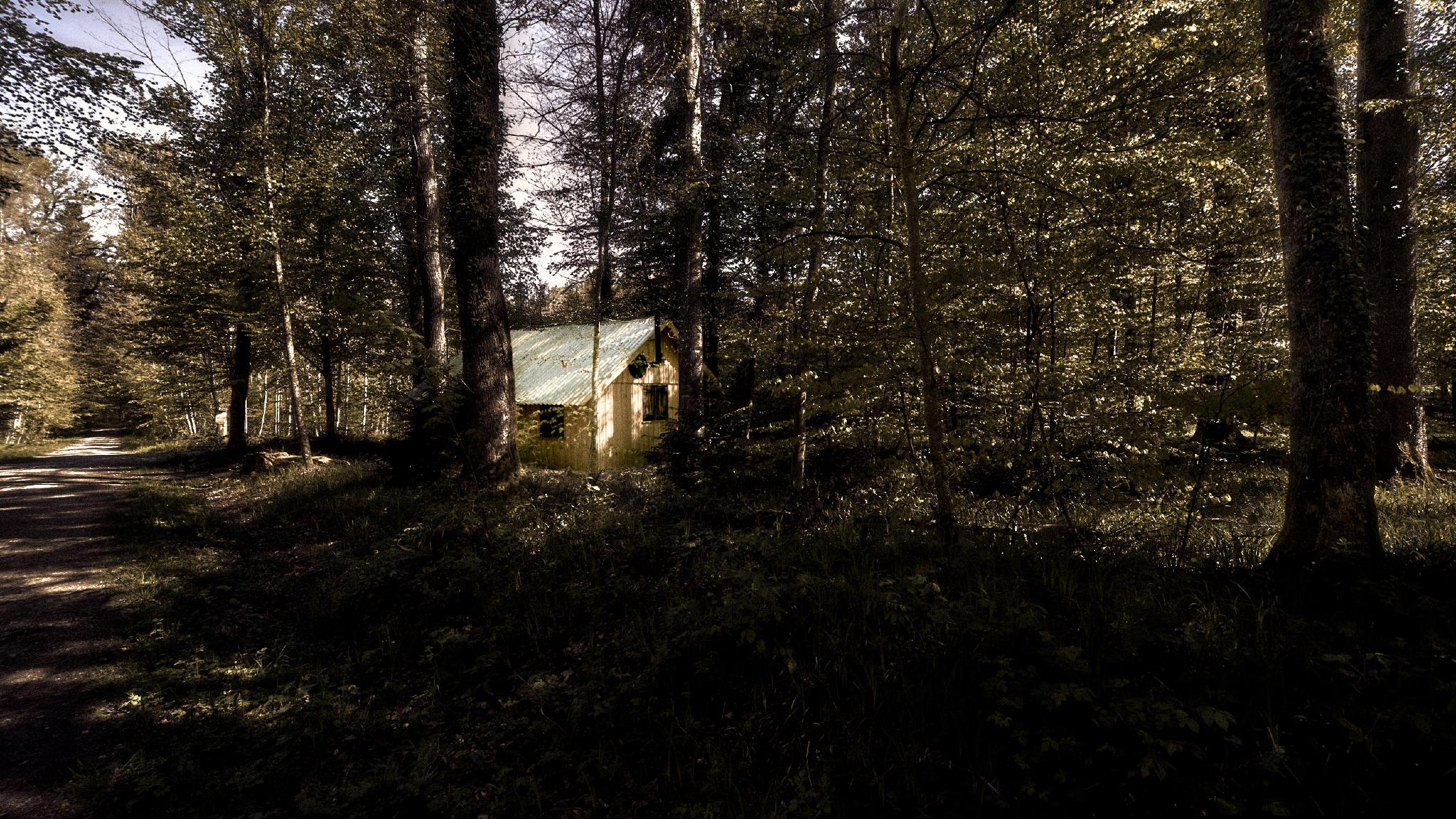Waldhütte #2