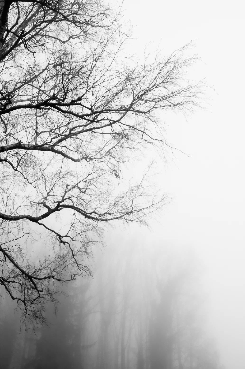 Baumnebel #5. 