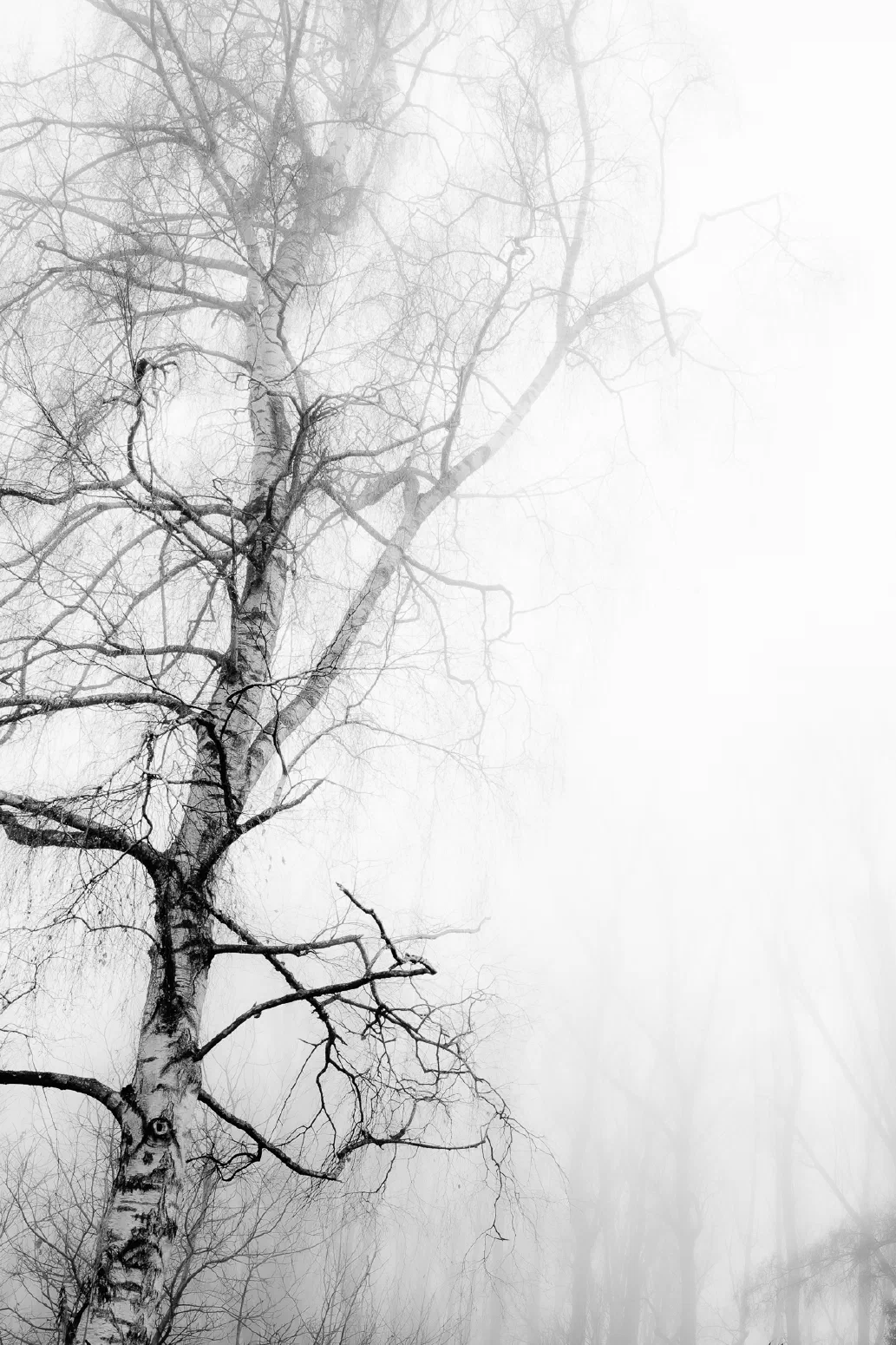 Baumnebel #6. 