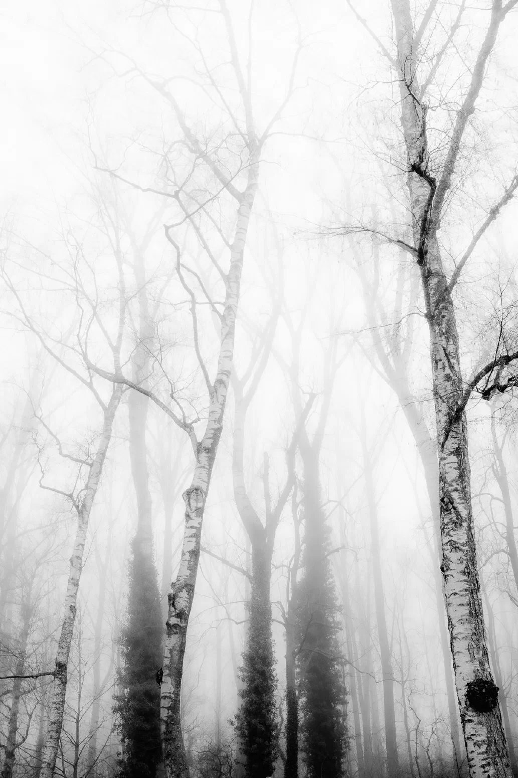 Baumnebel #3. 
