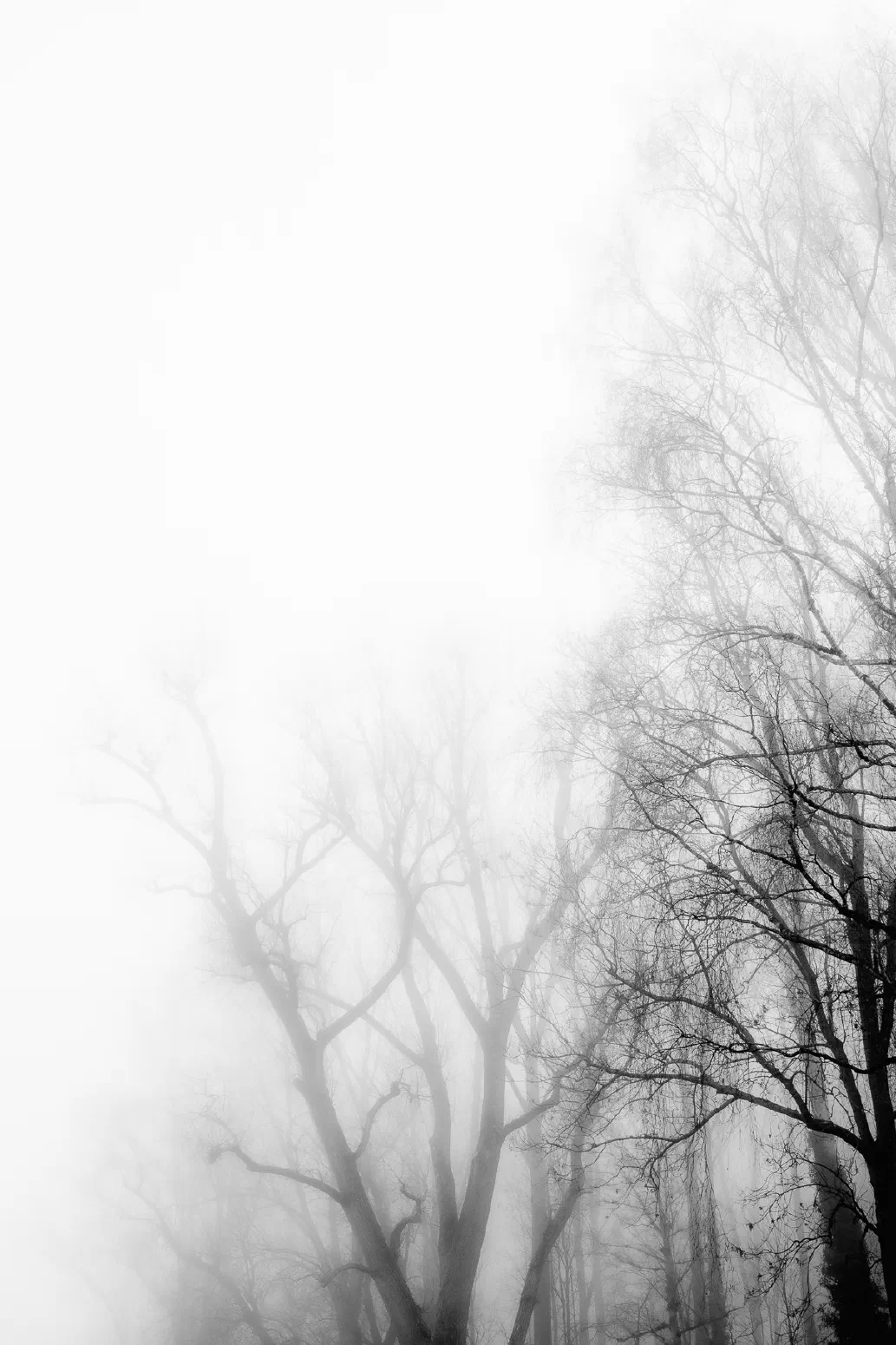 Baumnebel #8. 