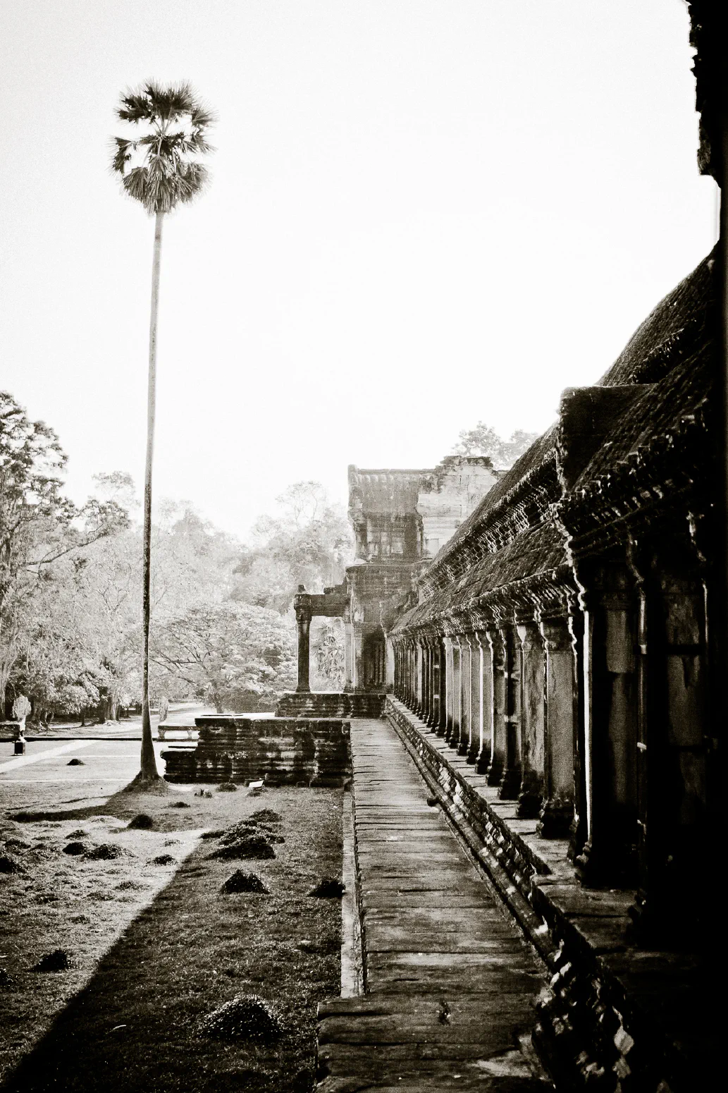 Angkor Wat (North) with Palmtree. Angkor Wat, Ankgor, Cambodia. Januar 2012