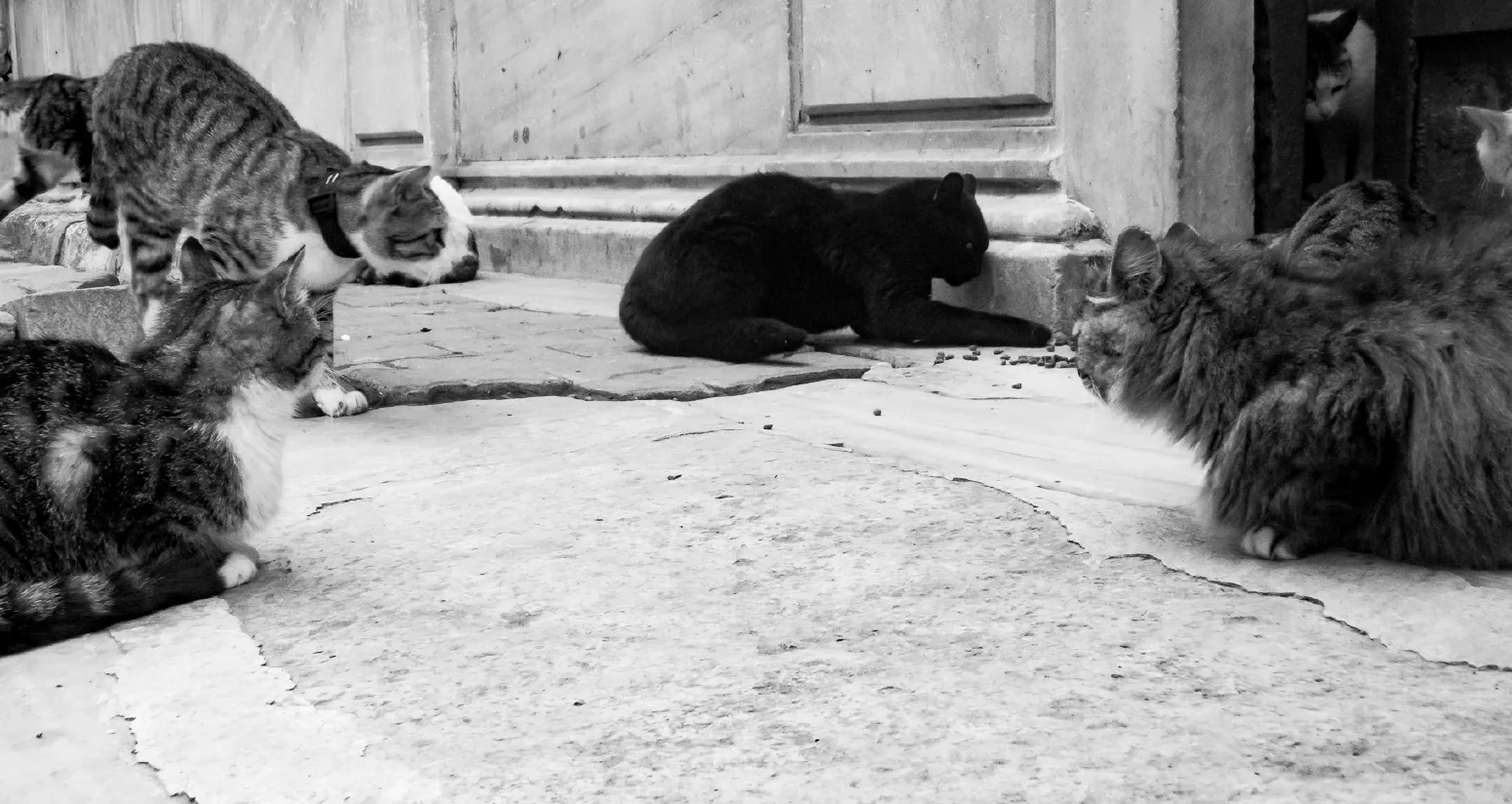 Hungry Cats #1