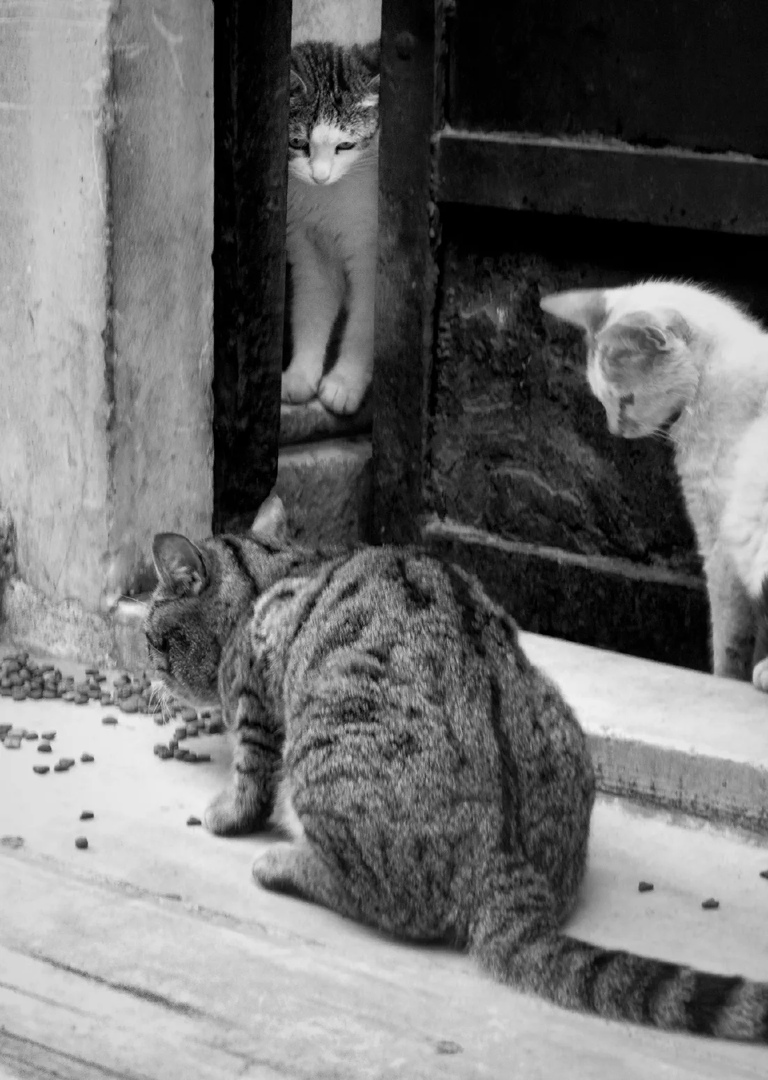 Hungry Cats #2. Istanbul, May 2010