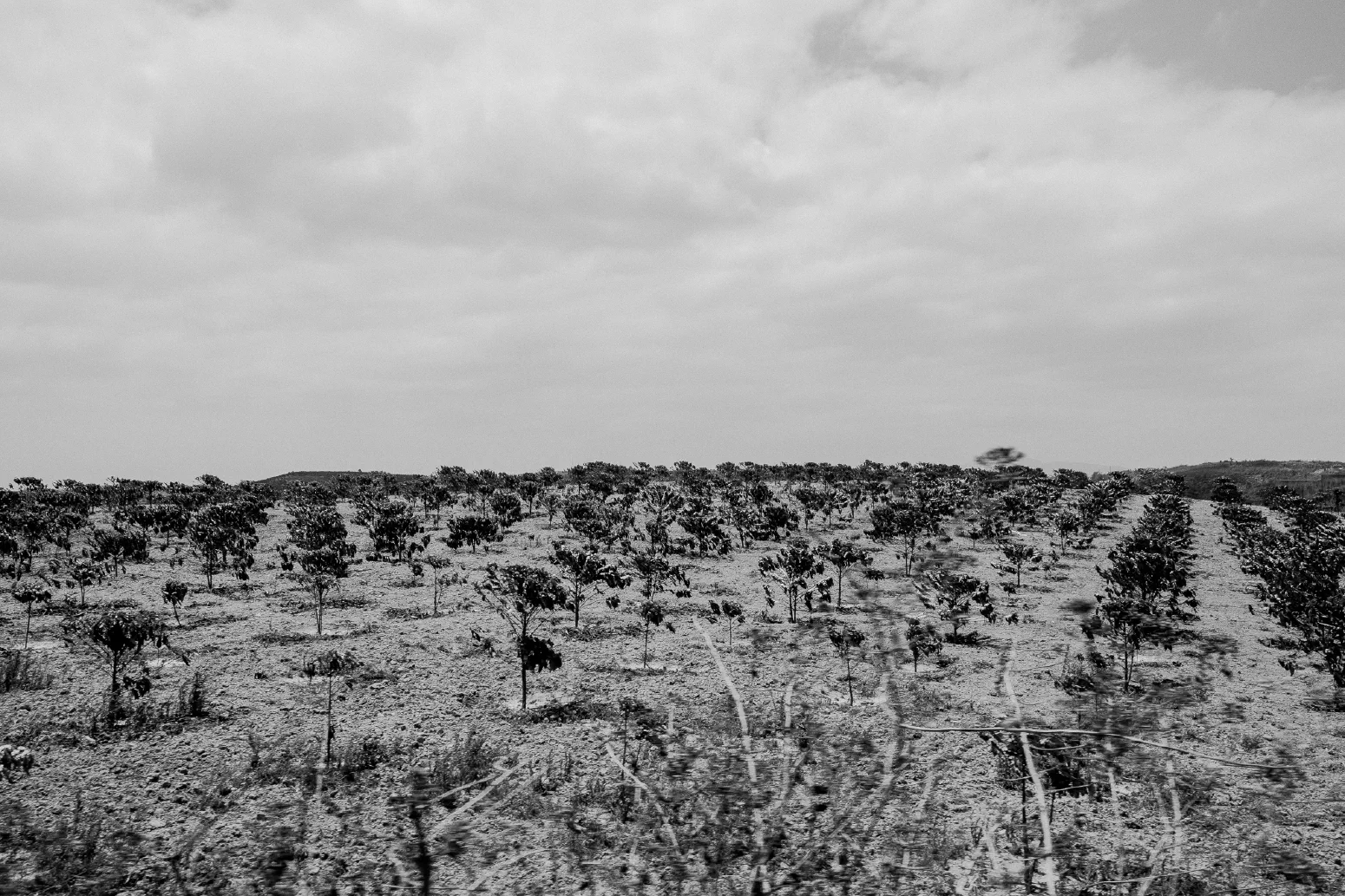 BAUMSCHULE / TREE FARM. Lâm Đồng Province, Vietnam