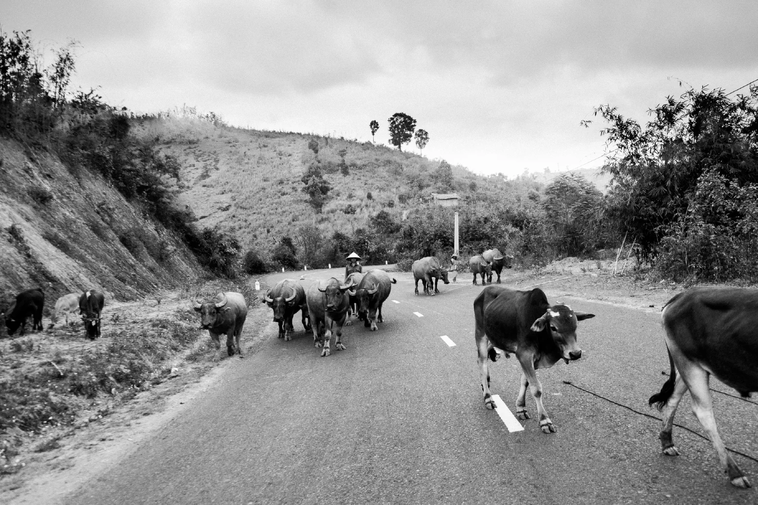STRASSENKÜHE / STREETCOWS. Đắk Nuê, Lăk, Đắk Lắk, Vietnam