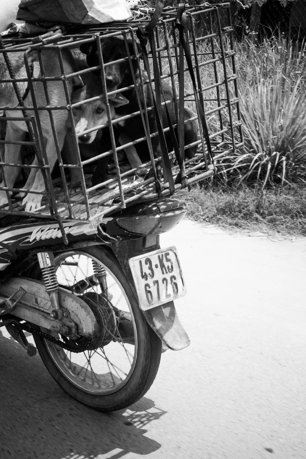 TRAURIGER HUND / SAD  DOG. Quang Nam Province, Vietnam