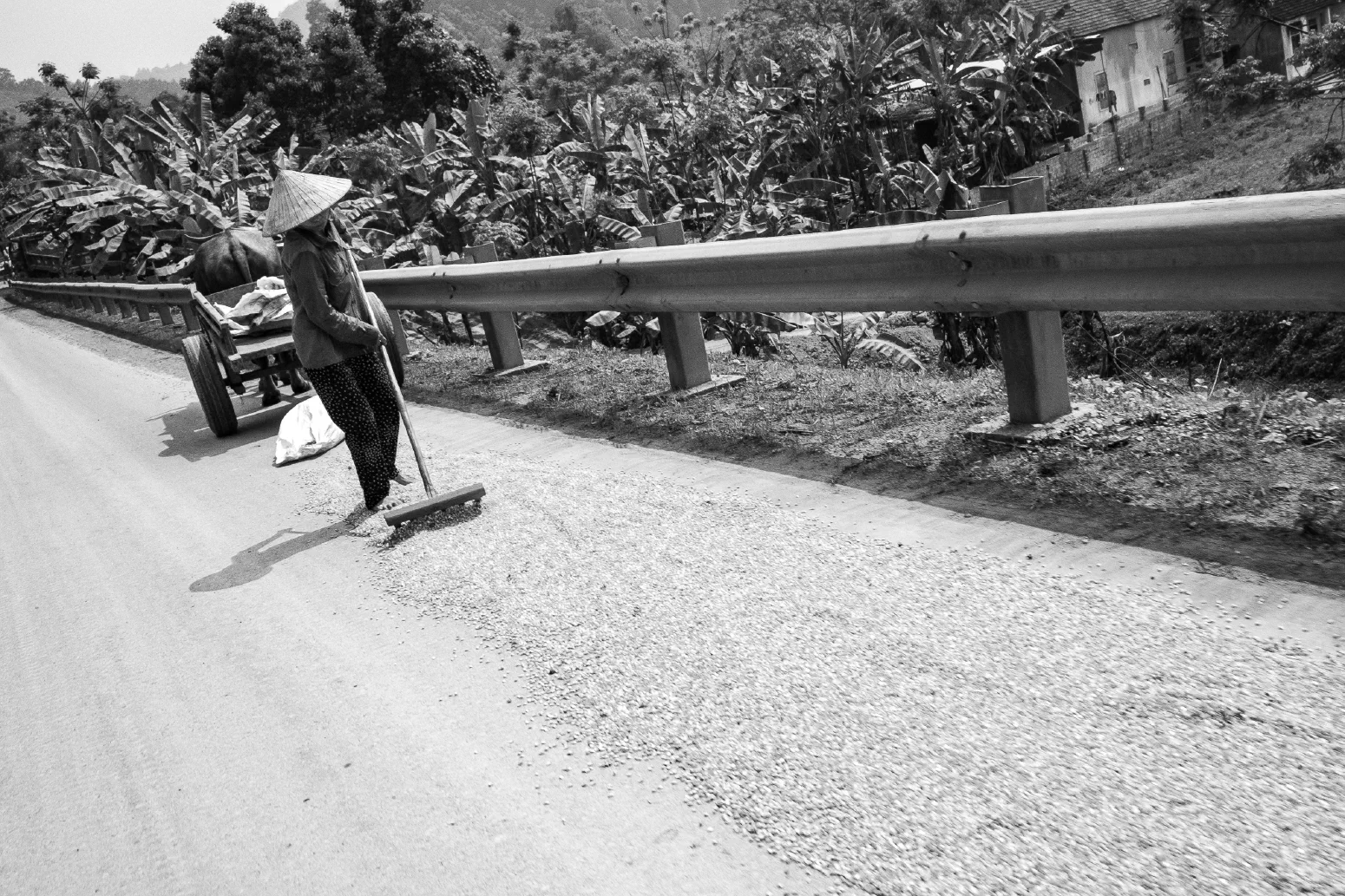 MAISERNTE / CORN HARVEST. Nghe An Province, Vietnam