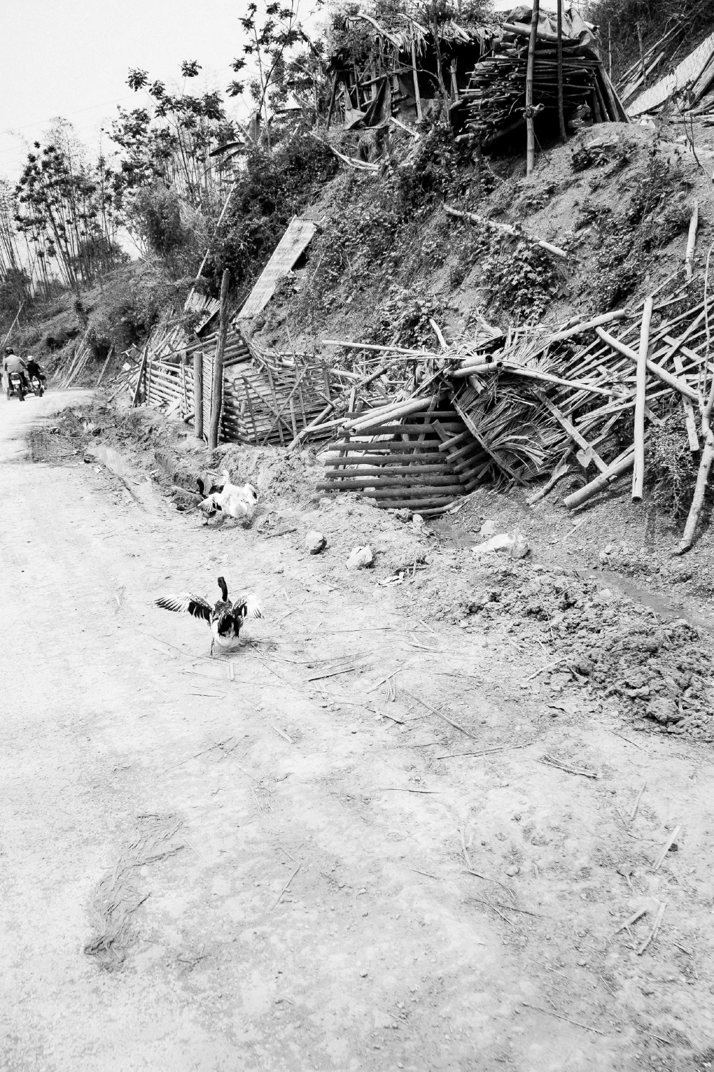 ANGRY BIRDS. Hoa Binh Province, Vietnam