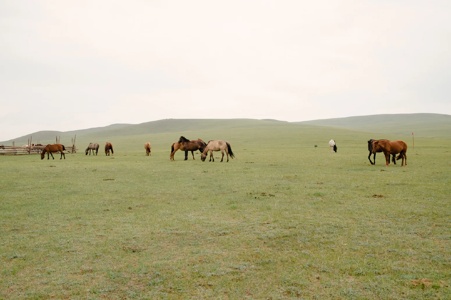 Milking the Horses. Elstei Ger Lodge, Mongolei. August 2013