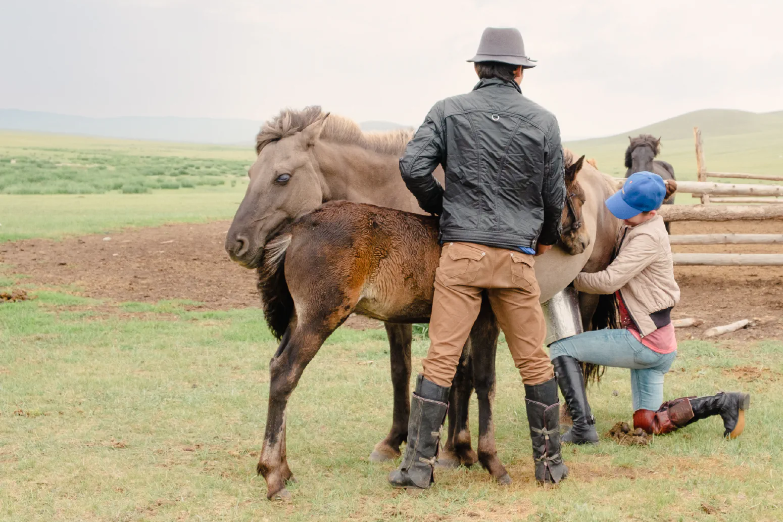 Milking the Horses. Elstei Ger Lodge, Mongolei. August 2013