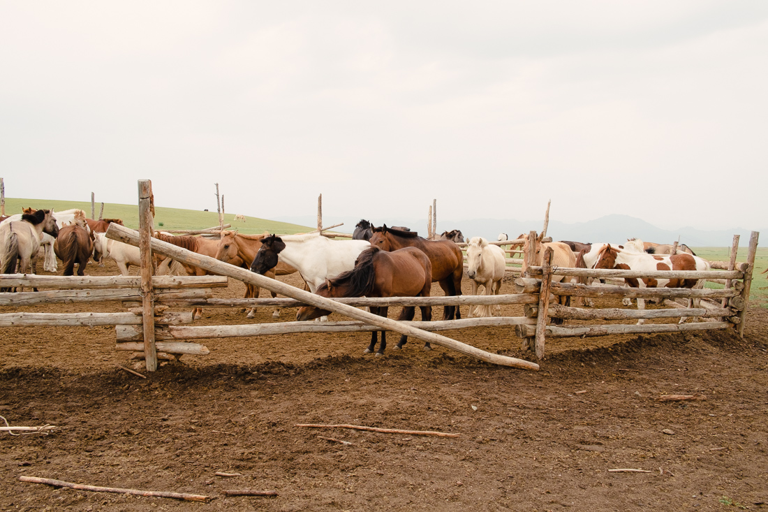 Milking the Horses. Elstei Ger Lodge, Mongolia. August 2013