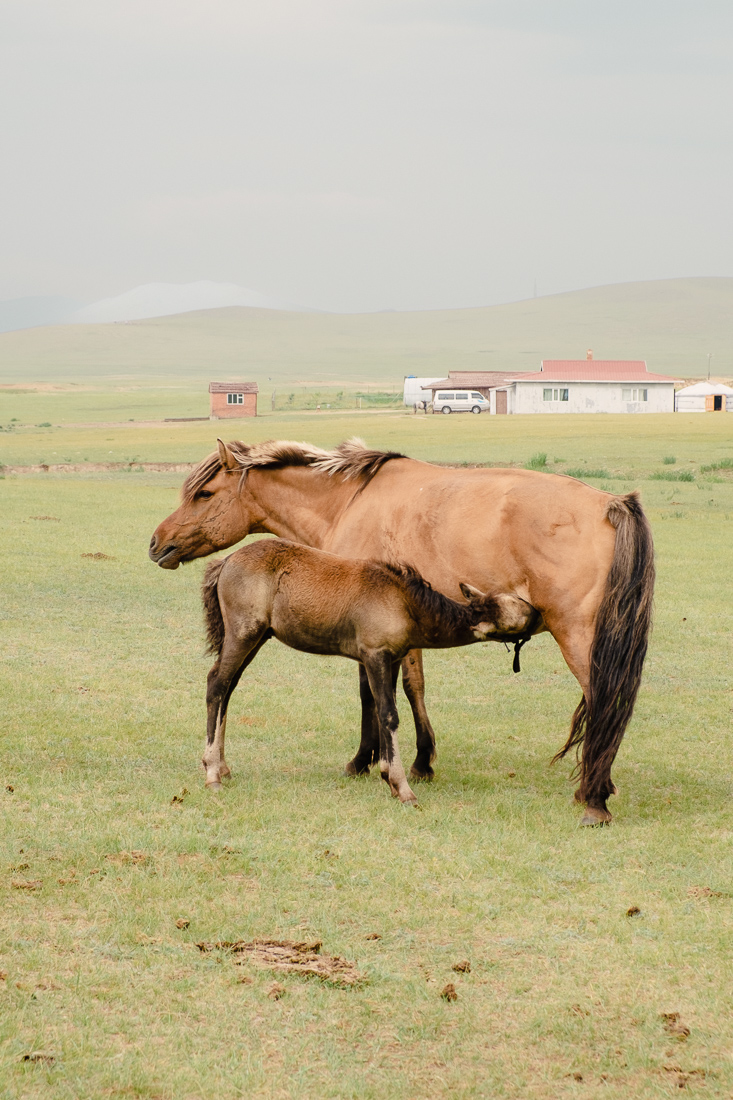 Milking the Horses. Elstei Ger Lodge, Mongolia. August 2013